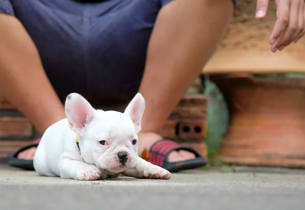 Fiatal francia bulldog fehér a betonon fekve. — Stock Fotó