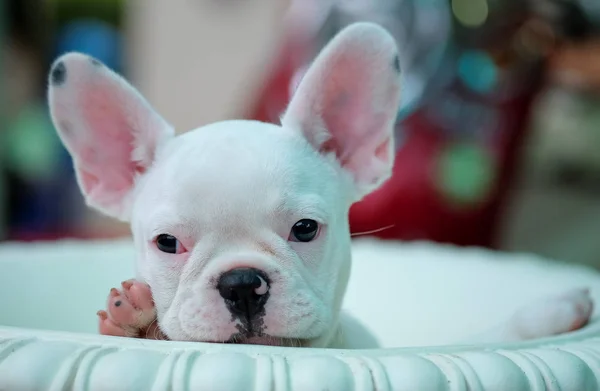 Kölykök francia bulldog, fehér cserépben. — Stock Fotó