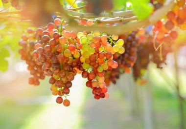 Bahçedeki kırmızı üzüm.