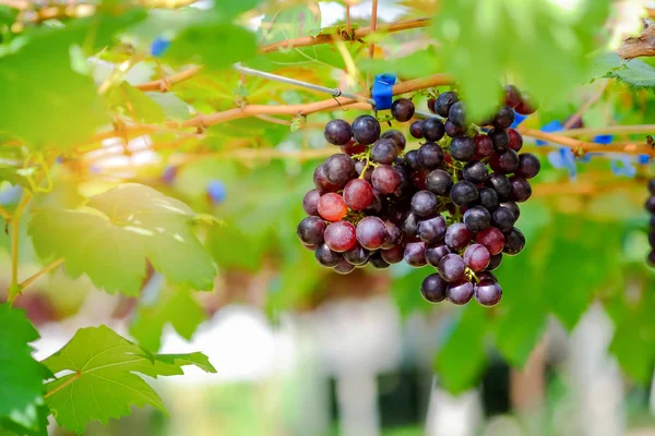 Raisins rouges dans le jardin . — Photo