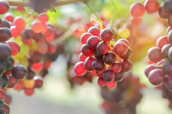 Raisins rouges dans le jardin . — Photo