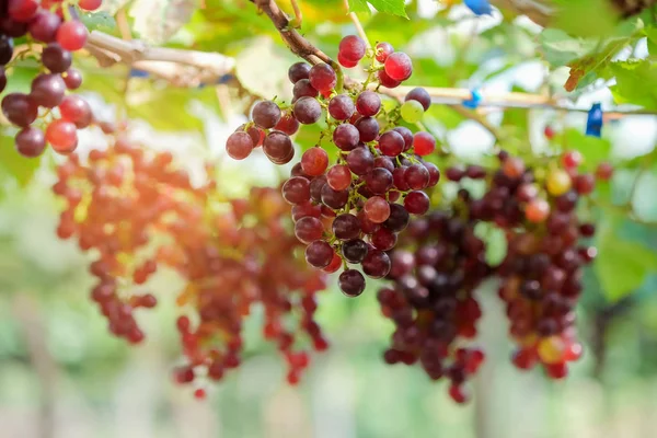 Raisins rouges dans le jardin . — Photo