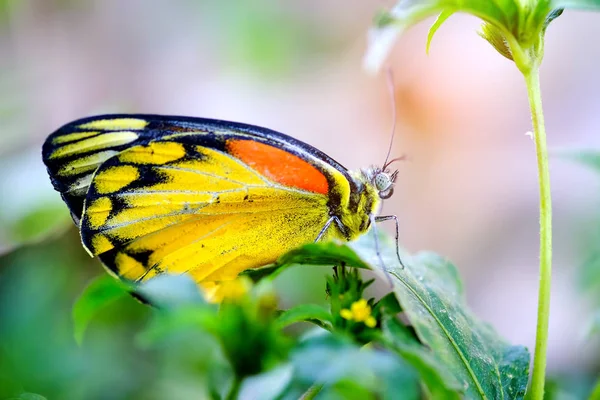 Detailní motýl na malý strom. — Stock fotografie
