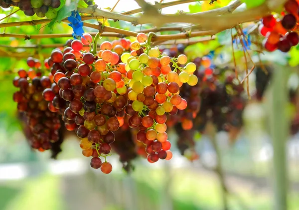 Uvas rojas en el jardín . —  Fotos de Stock