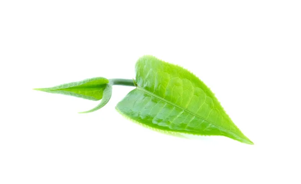 Folha de chá verde no fundo branco — Fotografia de Stock