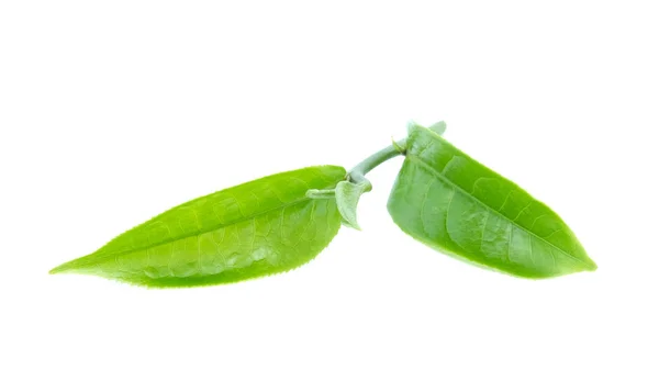 Folha de chá verde no fundo branco — Fotografia de Stock