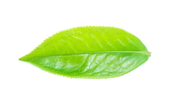 Folha de chá verde no fundo branco. — Fotografia de Stock