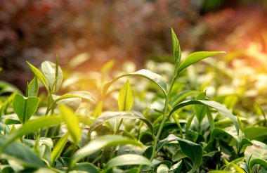 Çay, çay yaprakları en iyi çay plantasyon, çay plantasyon.