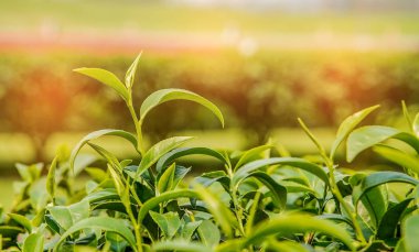 Çay, çay yaprakları en iyi çay plantasyon, çay plantasyon.
