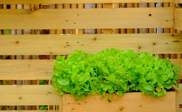 Lattuga in scatola di legno . — Foto Stock