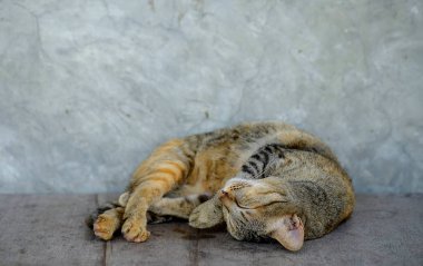 Ahşap masa üzerinde uyuyan kedi.