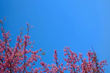 Sakura veya çiçek Kraliçe kaplan.