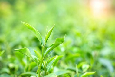 yeşil çay yaprakları.