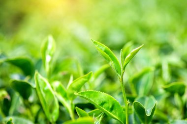 yeşil çay yaprakları.