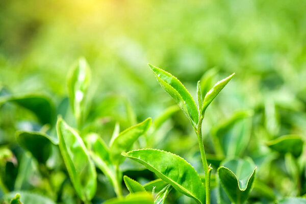 Green tea leaves.