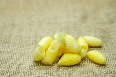 Üzerinde çul kahverengi sarı ipekböceği.