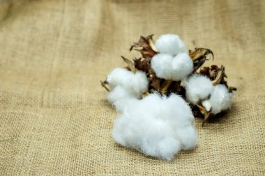 Çul kahverengi beyaz pamuklu çiçekler.