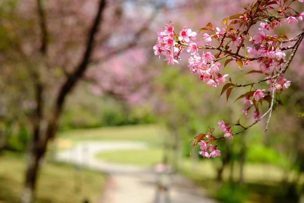 Tygrys królowa kwiat lub sakura w ogrodzie. — Zdjęcie stockowe