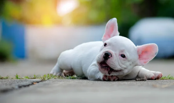 Jeune bouledogue français blanc couché sur le sol en béton . — Photo