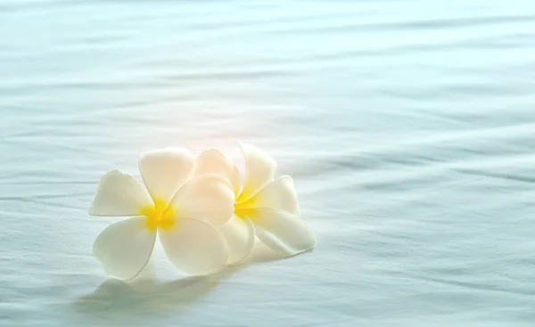 Plumeria flores en la cama . — Foto de Stock