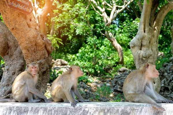 Małpa, siedząc na ścianie w Khao Luang Cave, Phetchaburi Provi — Zdjęcie stockowe