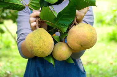 Bahçıvan bir santol elinde, çiftçiler için bir santol elinde tutuyor