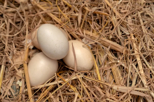 Kippeneieren in het stro nest. — Stockfoto