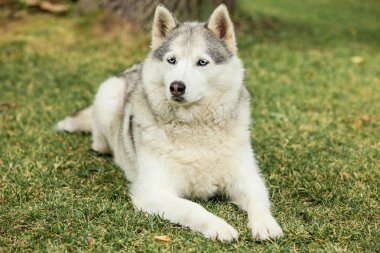 Sibirya Husky 'nin Portresi