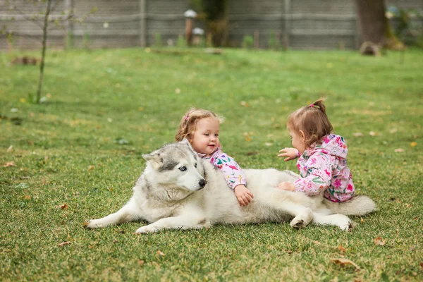 İki küçük yeşil çim karşı köpekle oynayan kızlar bebeğim — Stok fotoğraf