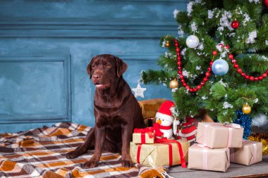 Siyah labrador retriever hediyeler Noel dekorasyonları zemin üzerine oturuyor