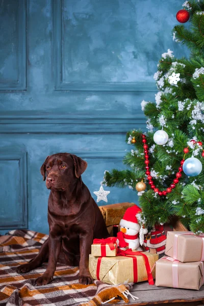 The black labrador retriever sitting with gifts on Christmas decorations background — Stock Photo, Image