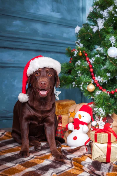 El labrador negro retriever sentado con regalos en el fondo de decoraciones de Navidad —  Fotos de Stock