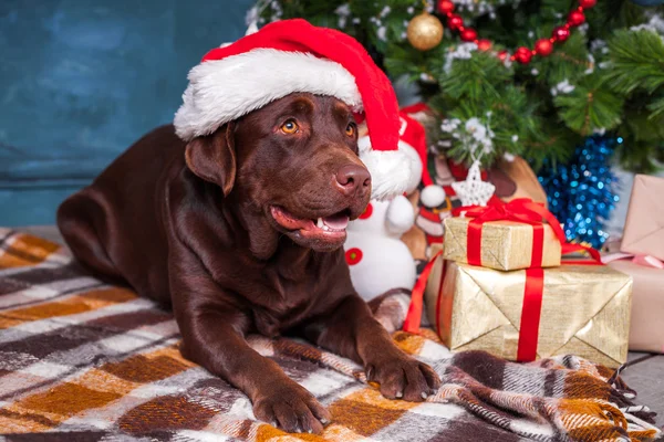 O labrador preto retriever sentado com presentes no fundo decorações de Natal — Fotografia de Stock