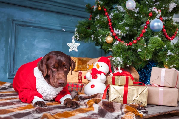 The black labrador retriever sitting with gifts on Christmas decorations background — Stock Photo, Image