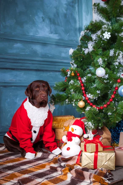 The black labrador retriever sitting with gifts on Christmas decorations background — Stock Photo, Image