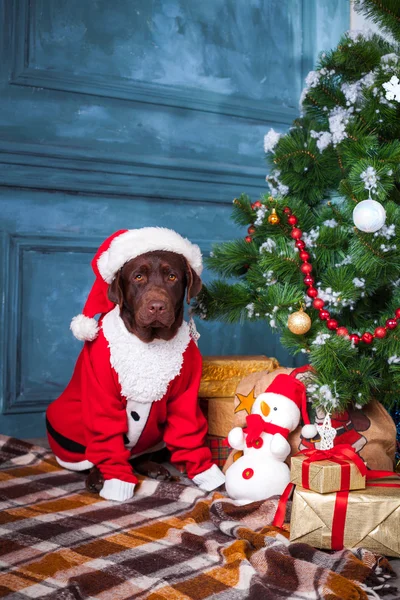 The black labrador retriever sitting with gifts on Christmas decorations background — Stock Photo, Image