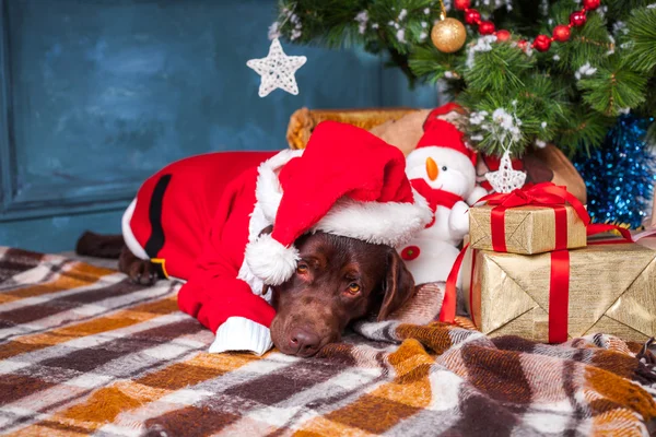 El labrador negro recuperador acostado con regalos sobre fondo de decoraciones navideñas —  Fotos de Stock