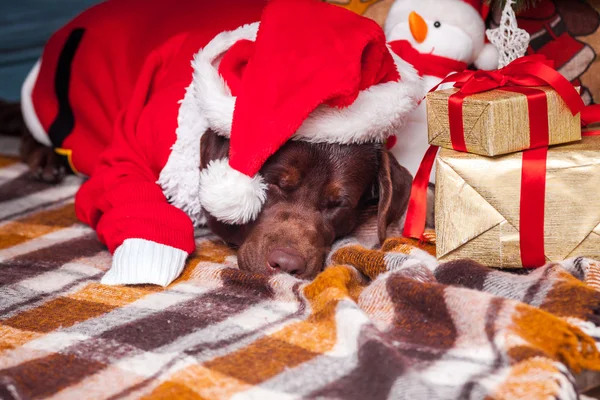 Der schwarze Labrador Retriever liegt mit Geschenken auf dem Hintergrund der Weihnachtsdekoration — Stockfoto