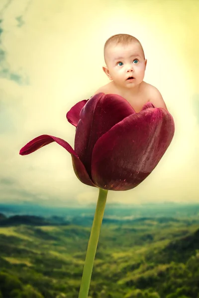 Th bébé sur collage tulipe rouge — Photo