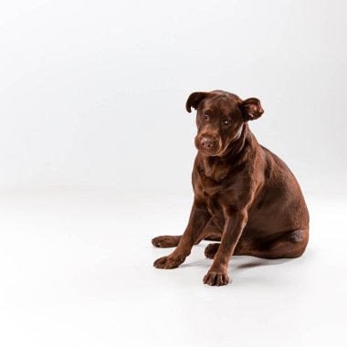 Beyaz kahverengi labrador geri almak