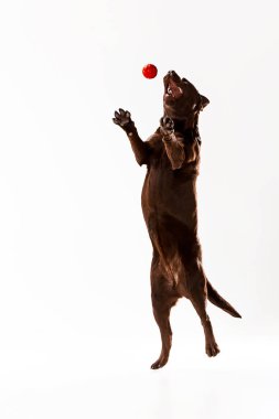 Beyaz kahverengi labrador geri almak