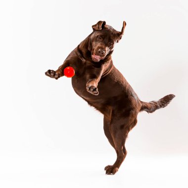 Beyaz kahverengi labrador geri almak