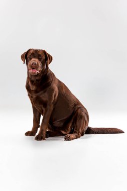 Beyaz kahverengi labrador geri almak