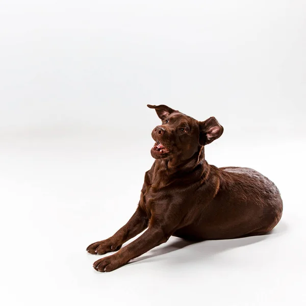 The brown labrador retriever on white — Stock Photo, Image