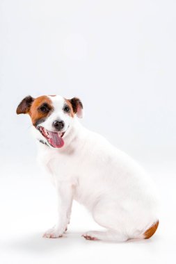Küçük Jack Russell Terrier beyaz üzerinde oturan
