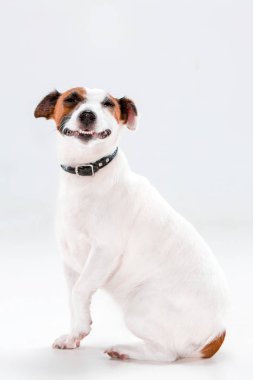 Küçük Jack Russell Terrier beyaz üzerinde oturan
