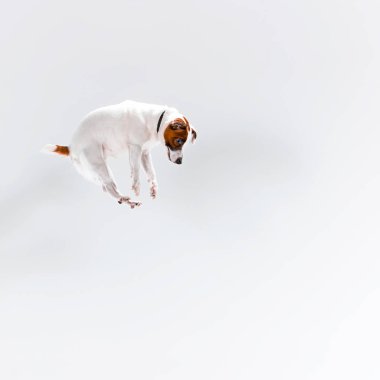 Küçük Jack Russell Terrier beyaz