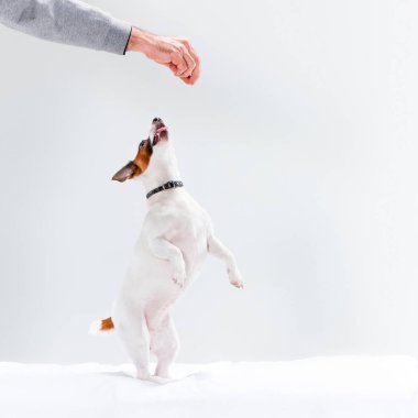 Küçük Jack Russell Terrier beyaz