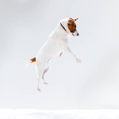 Küçük Jack Russell Terrier beyaz