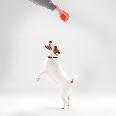 Küçük Jack Russell Terrier beyaz